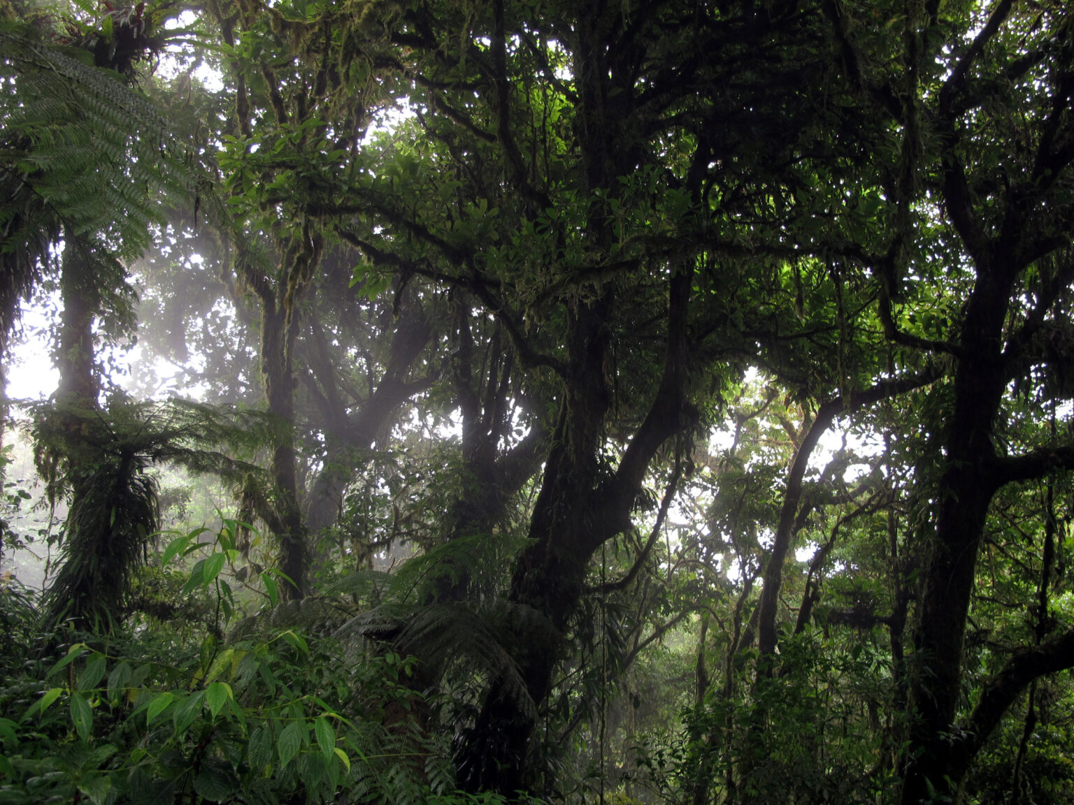 Qué Saber Sobre Los Diferentes Ecosistemas Que Tiene Costa Rica